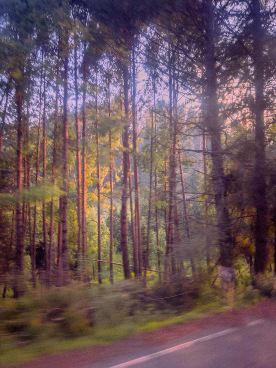 Bosque durante el día